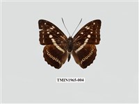 藏品(白圈帶蛺蝶)的圖片